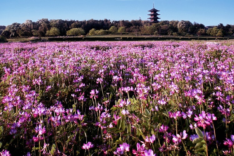 [画像1]岡山県総社市の備中国分寺。 春には吉備路のシンボル五重塔の周りのレンゲ畑が満開になり、レンゲ祭りも行われます。