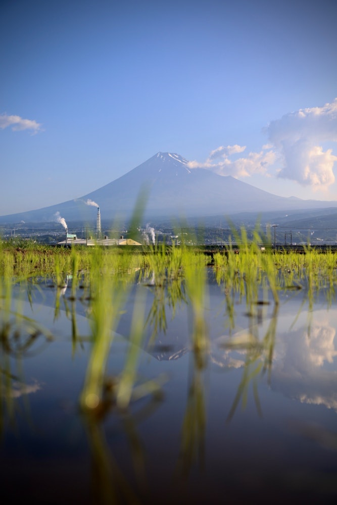 [画像1]静岡県富士市、田植え後でも綺麗に映り込む富士山が見れますが、稲への表面張力で少しだけ絵が歪んじゃいますね。やはり田植え前の短い期間が狙い目です。