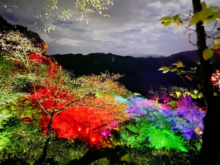 [이미지1]📍 다케오, 사가현  teamLab 미후네산 라쿠엔⊿ 위치teamLab의 숲 속의 연례 미술전 