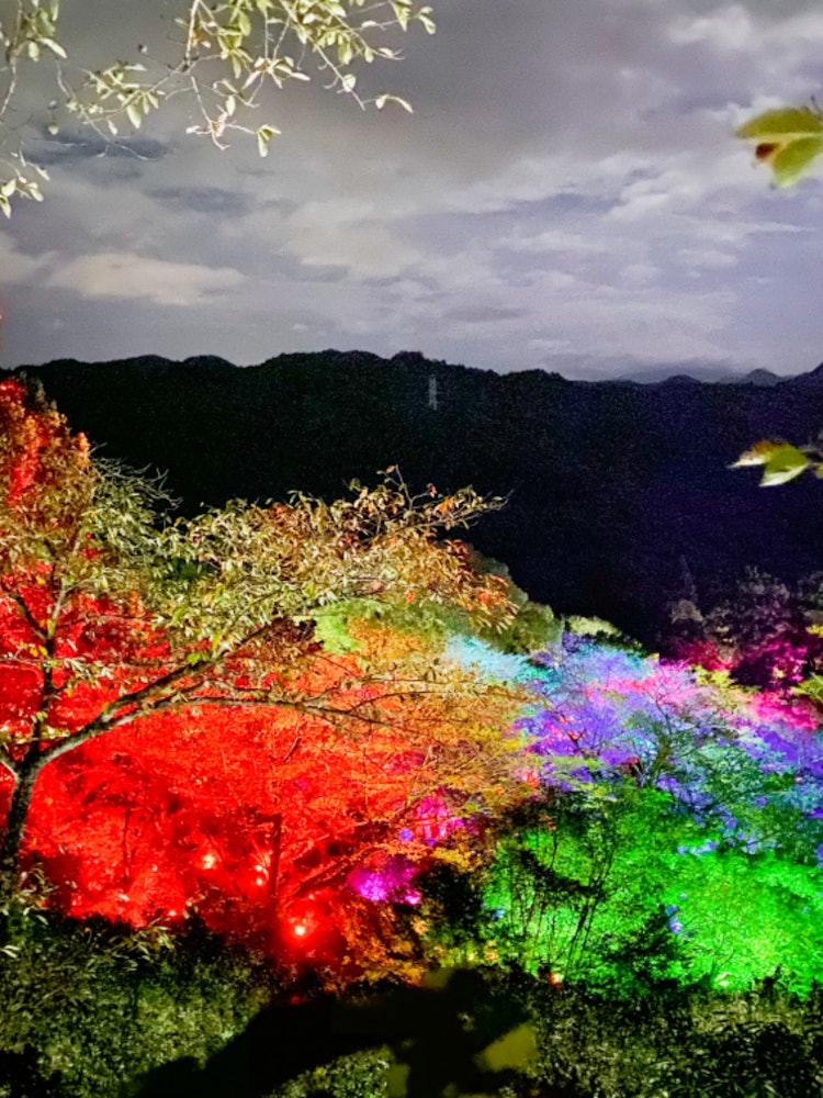 [Image1]📍 Takeo, Saga  teamLab Mifunesan Rakuen⊿ LocationteamLab's annual art exhibition in the forest 