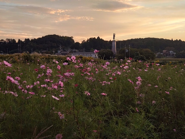[이미지1]쓰나미쿠라의 코스모스 밭에 다녀 🌼 석양과 가을 벚꽃 가을을 이렇게 많이 볼 🌼 수 있습니다 잠자리가 있었기 때문에 가을🌼이 만개🌼했습니다