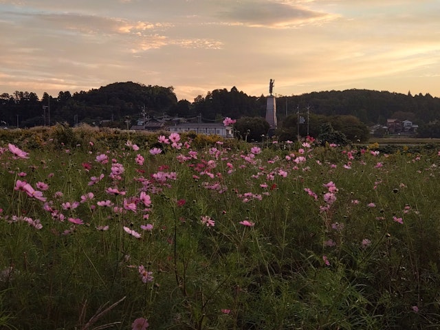 [画像1]津波倉のコスモス畑に行ってきました🌼夕陽と秋桜🌼無料でこんなに秋を観じられます🌼トンボもいたから秋満開🌼