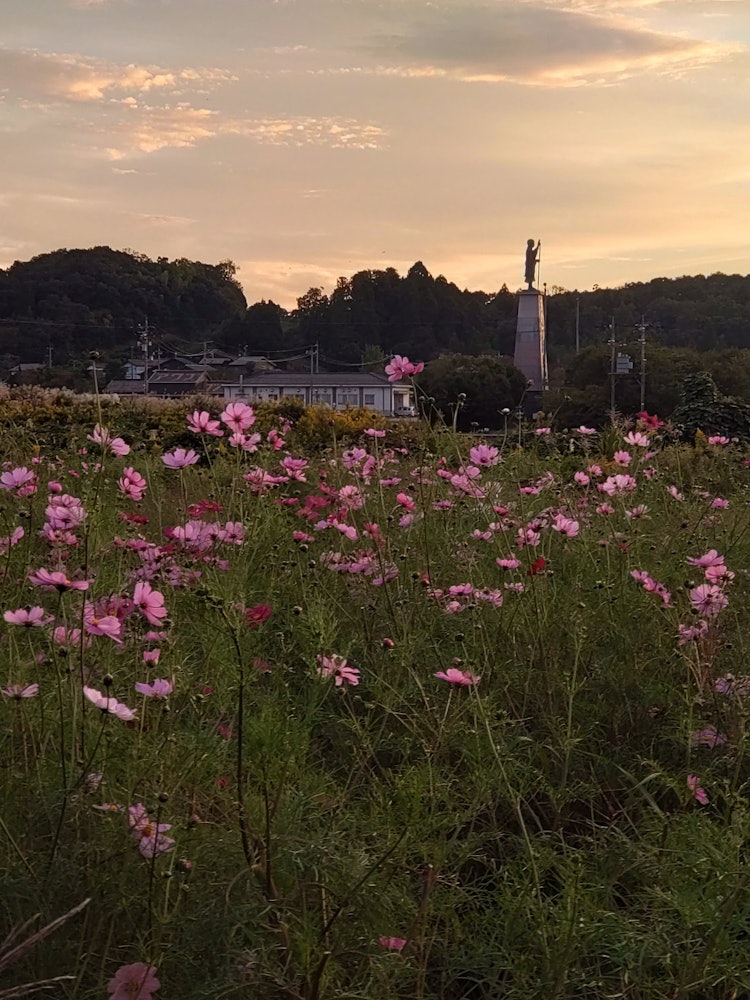 [画像1]津波倉のコスモス畑に行ってきました🌼夕陽と秋桜🌼無料でこんなに秋を観じられます🌼トンボもいたから秋満開🌼