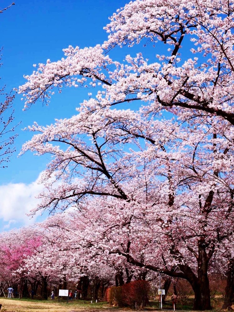 [画像1]赤城山千本桜🌸初めて行きましたが、とても綺麗でした📸✨✨