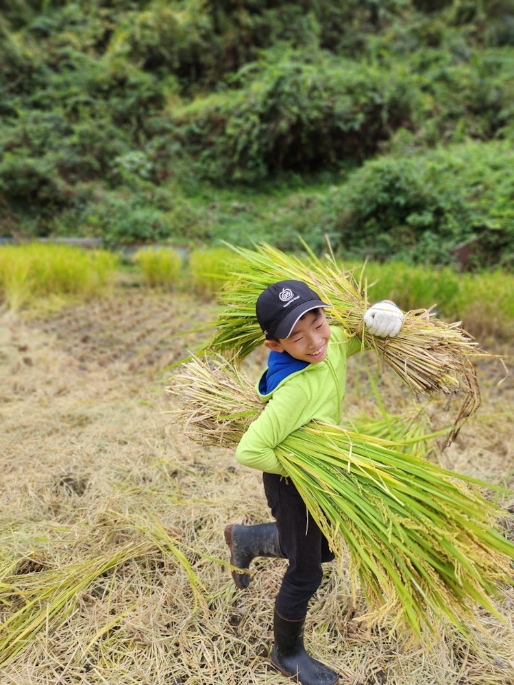 [相片1]冈山县新见市的稻田。 它没有重新分区，也不可能用联合收割机全部修剪，所以我用手修剪。 孩子们还动员起来，与三代亲戚一起收割水稻。 也习惯用镰刀收割，一拉两串收割。 收割的大米被捆起来挂在竹竿上。 孩子