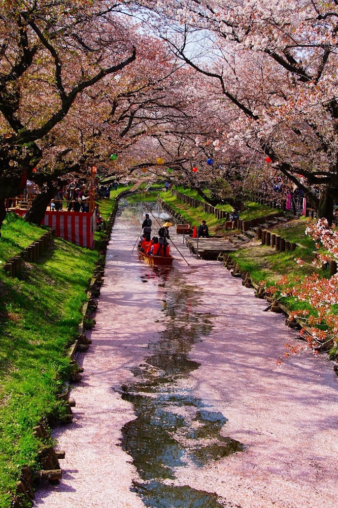 [이미지1]사이타마현 가와고에시의 봄입니다. 일본 배가 드나드는 강은 꽃 뗏목이었습니다.