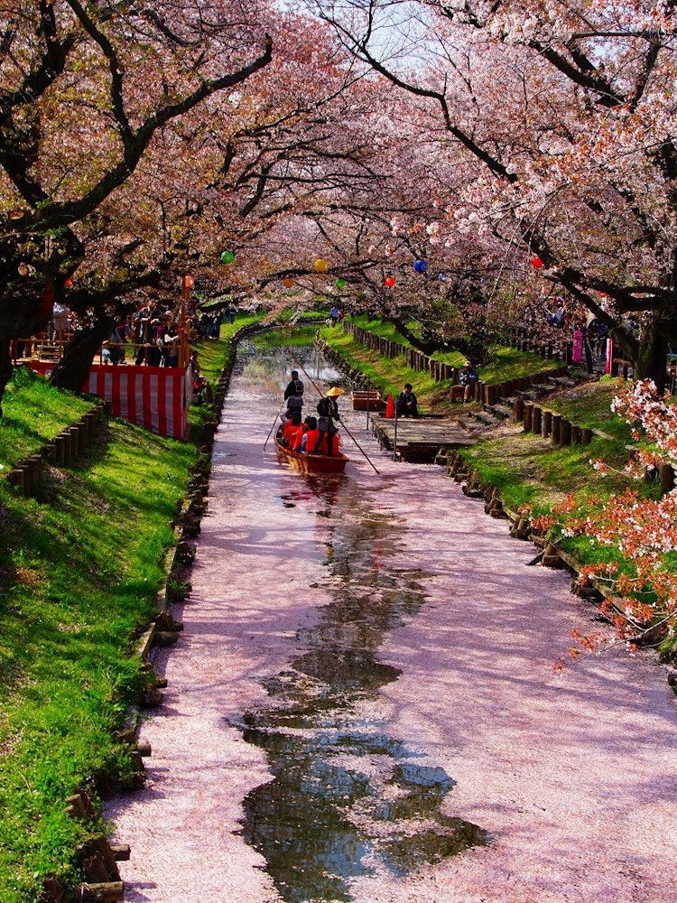 [Image1]It is spring in Kawagoe City, Saitama Prefecture. The river where Japanese boats came and went was a
