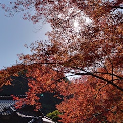 [Image2]Autumn leaves in the autumn moon.It's been 25-6 years since my friend took me there.