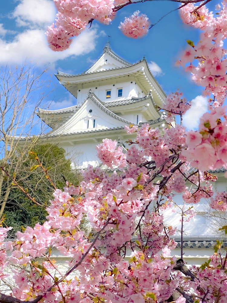 [이미지1]오가키 성과 가와즈 벚꽃기후현 오가키시3월 2024아이폰 11 프로