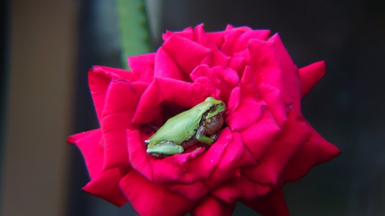 [이미지1]장미와 개구리