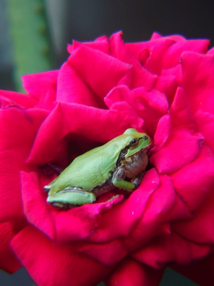 [Image1]Roses and frogs