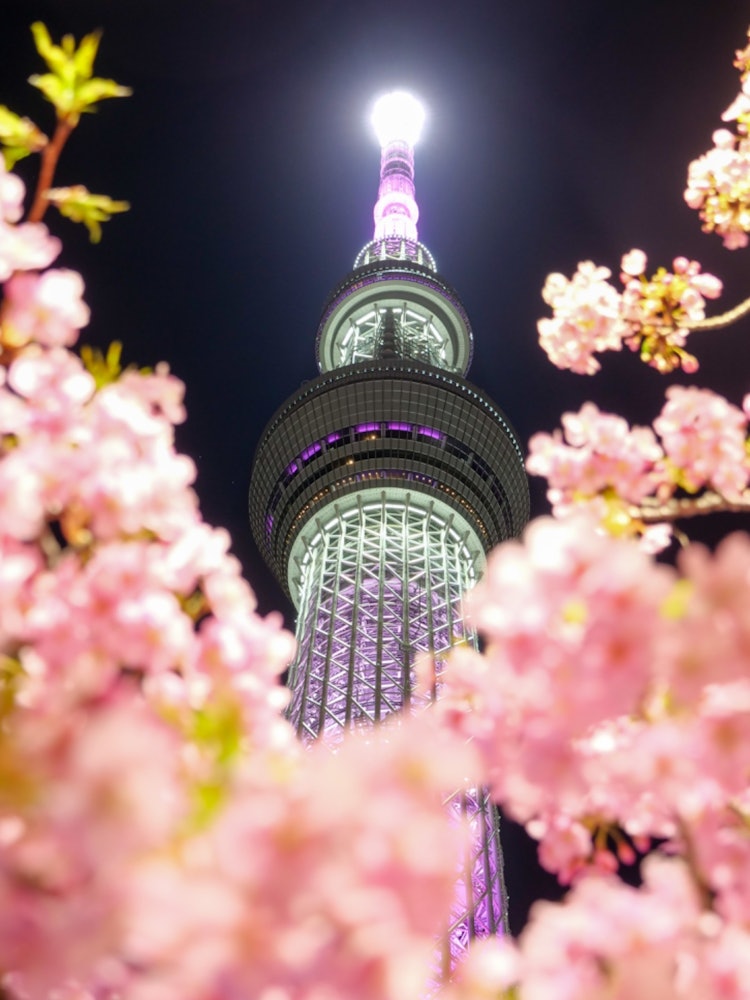 [Image1]The symbol of Tokyo's Sky Tree in Sumida Ward, Tokyo, this place is a place where you can feel sprin
