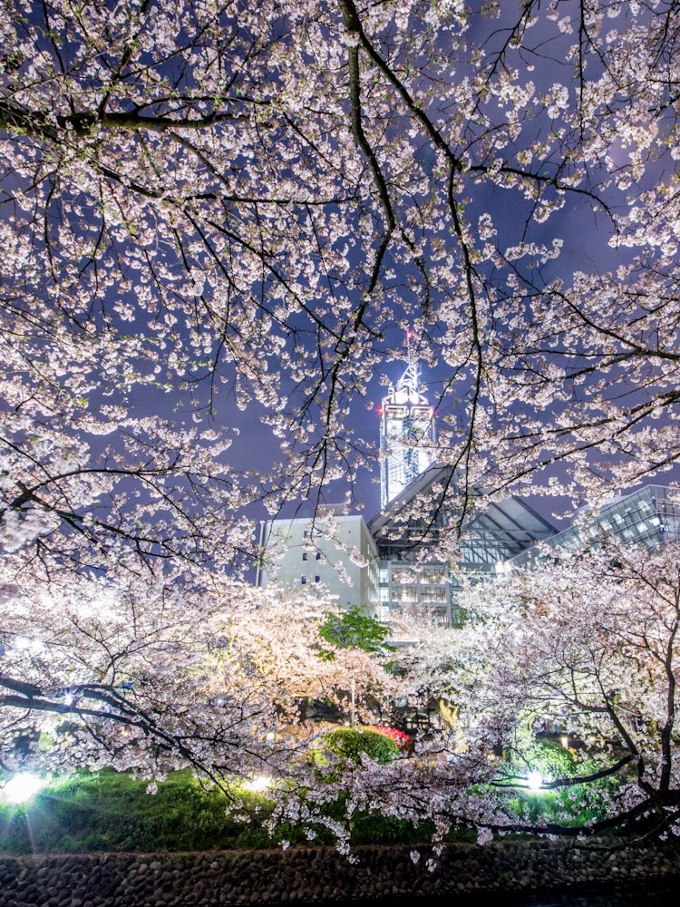 [Image1]It is the Sakura Tower.