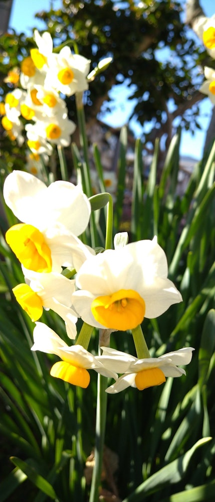 [画像1]水仙の花です。自宅の庭で撮影しました。水仙の花が咲き始めると春の訪れを感じます。