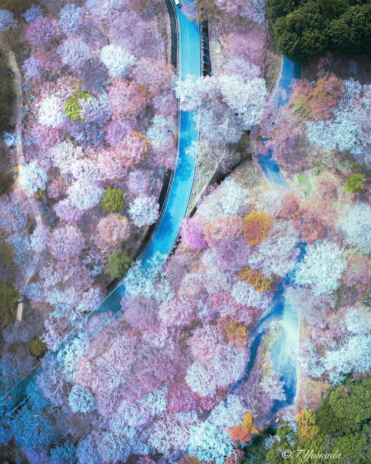 [相片1]吉野山千本的俯視圖很美，五顏六色的櫻花像調色板一樣。奈良 2021/4#自然 #攝影比賽#吉野山 #上仙本 #櫻花#鳥瞰圖 #無人機
