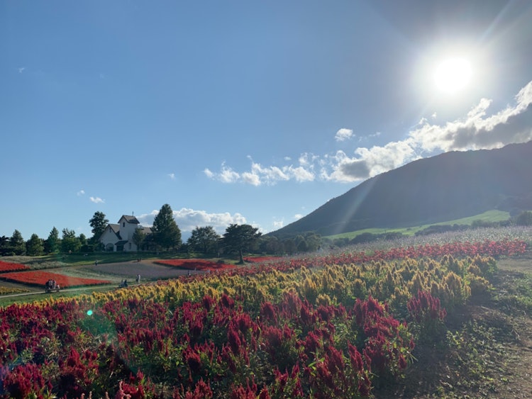 [画像1]宮城県やくらいガーデン秋には綺麗な花畑の景色がみられます