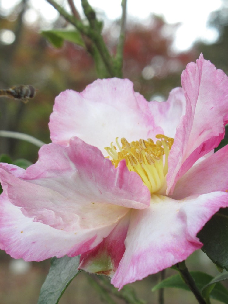 [Image1]Winter flower sasanqua