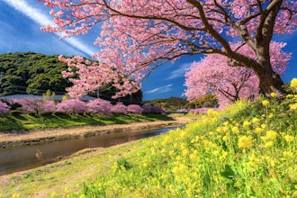 [이미지1]COOL JAPAN 동영상을 시청해 주시는 여러분 만나서 반갑습니다! 가와즈조 관광 협회입니다!이즈 반도의 남동쪽에 위치한 시즈오카 현 가와즈조 마을은 온난한 기후와 풍부한 자연으