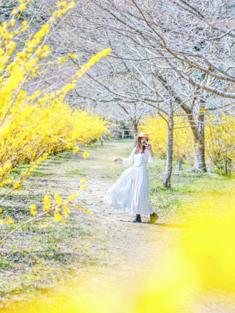 [이미지1]아키오타, 야마군, 히로시마 (히로시마의 추천 명소)#야스노 하나노에키 공원 👈 개나리 옆에있는 길을 따라 걷는 동안 포틀릿 한 조각을 📸 가져 가십시오.노란 개나리가 많이 만발한