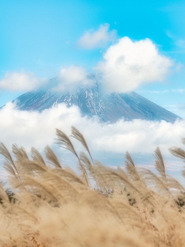 [画像1]朝霧高原付近の富士山とススキいろんな顔を見せてくれる富士山雲がかぶってしまい表情が確認しずらいのですが、ススキも綺麗でした😌