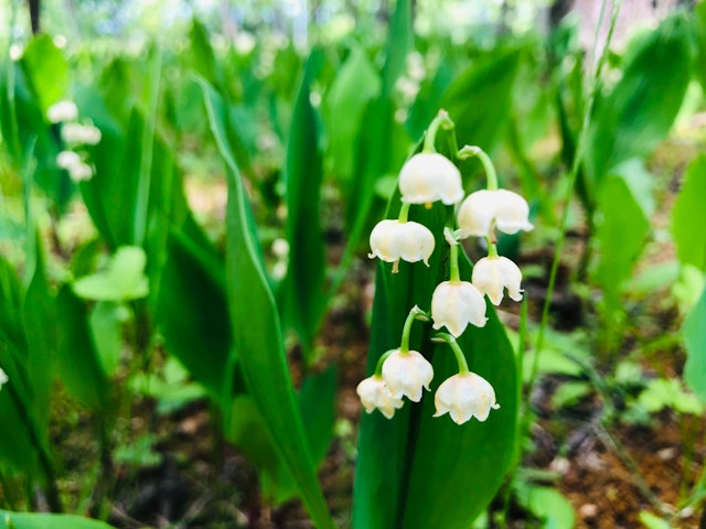 [Image1]In Otofuke's Suzuran Park, lily of the valley is in full bloom right now!Lily of the valley has also