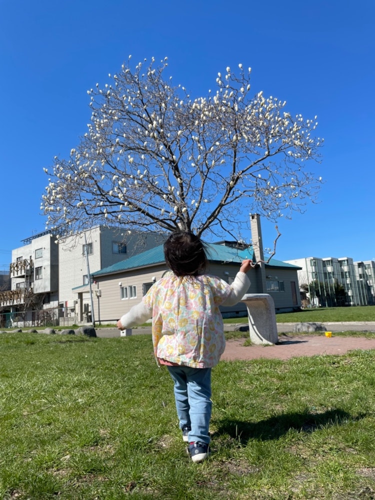 [画像1]近所の公園にて。名前は分かりませんが、まるで白い鳥達が枝にとまっているかのように見え、娘が駆け寄っているところを撮りました。枝のステッキ持ってます 笑