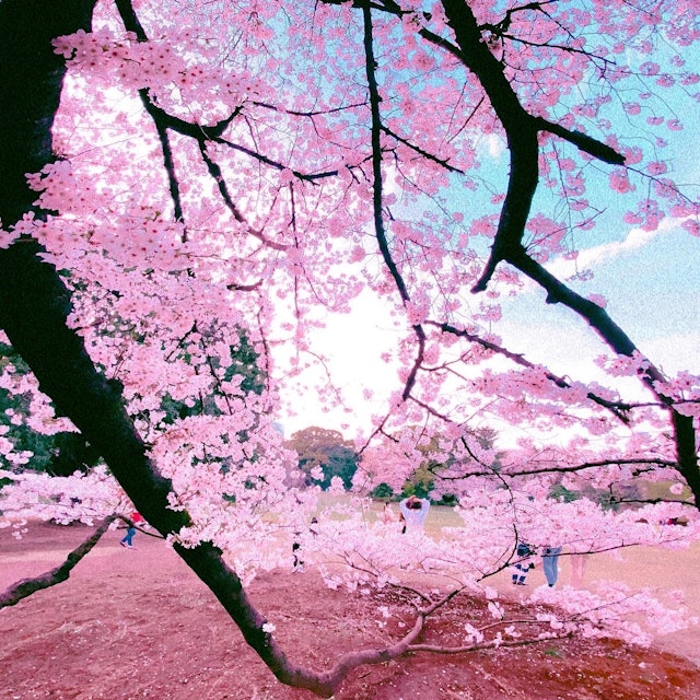 [画像1]新宿御苑の桜です！桜の木の中に入って撮ってみました。地を這う木の幹が印象的です！