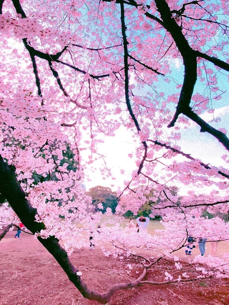 [相片1]是新宿御苑的櫻花！我走進櫻花樹，拍了一張照片。在地上爬行的樹榦令人印象深刻！