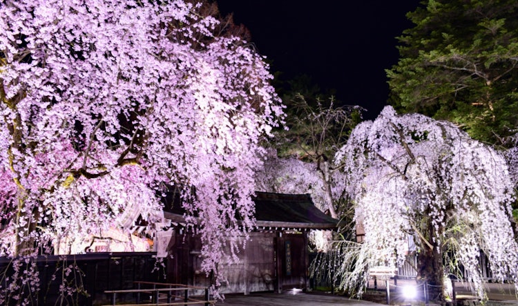 [相片1]角館Bukeyashiki街角館Kabazai傳統資料館前下垂的櫻花 🌸燈火通明的下垂櫻花🌸✨非常美麗