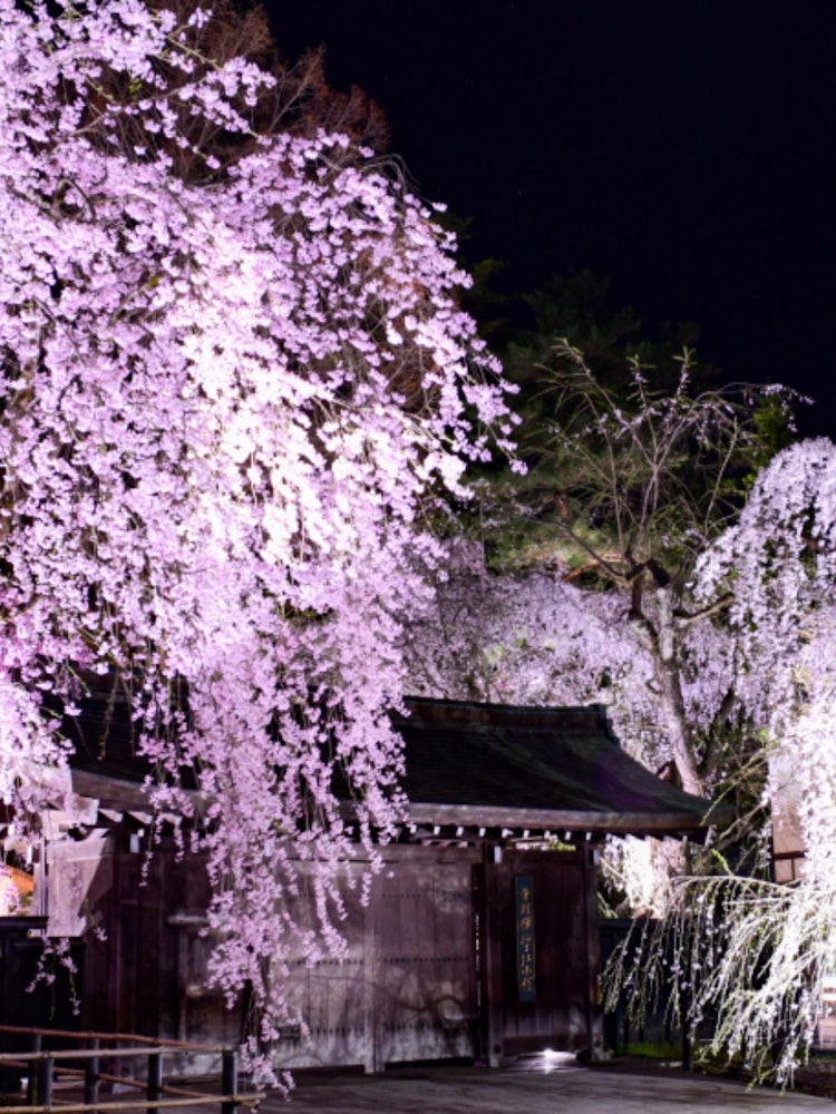 [이미지1]가쿠노다테 무가저택 거리가쿠노다테 카바자이 여름의 풍물 중의 하나되어 박물관 앞의 축 늘어진 벚🌸꽃조명이 켜진 처진 벚꽃은 매우 아름답습니다 🌸✨