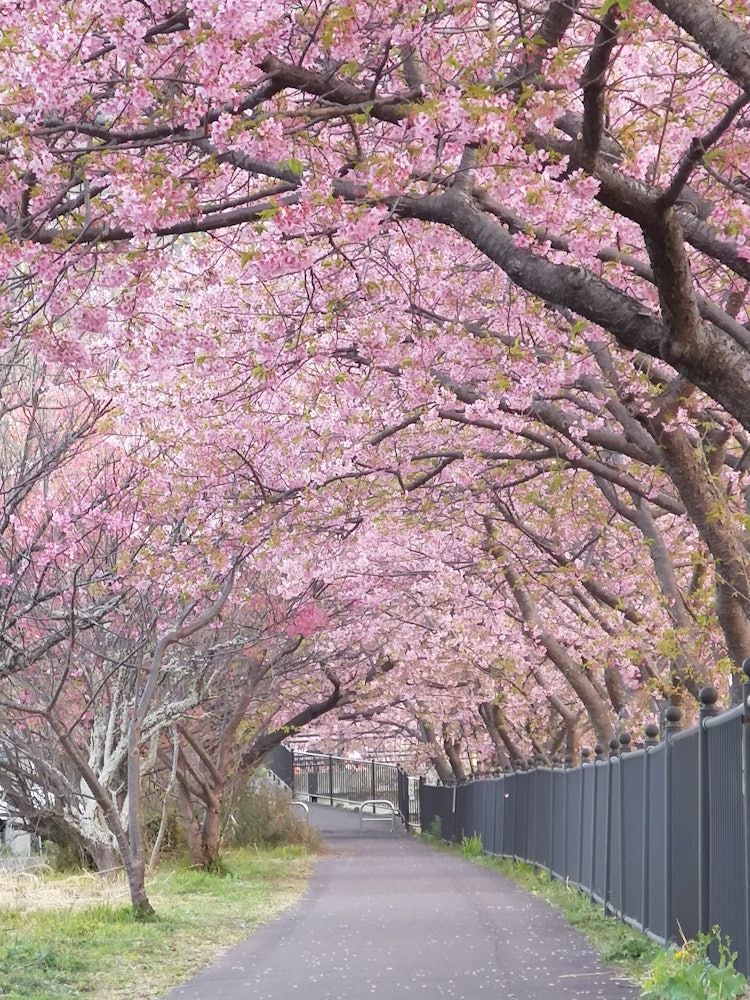 [Image1]Kawazu River cherry blossom trees lined up in the early morning. The Kawazu cherry blossoms were lik
