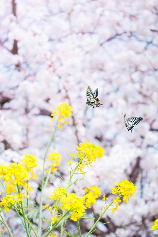 [相片1]奈良县广良町的“筷子樱花树”这是一张拍摄的照片！背景中的樱花和两只蝴蝶我很难捕捉到我飞行的那一刻。我能够拍摄樱花、油菜花和蝴蝶的组合，所以我想我能够拍出一张非常像春天的照片！