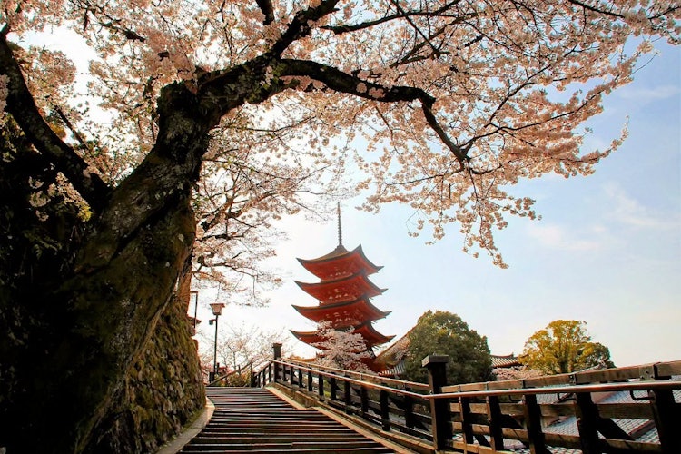 [이미지1]하츠카이치 미야지마의 오층탑을 내려다볼 수 있는 계단.아름다운 벚꽃이 피고 분위기가 🌸 있습니다