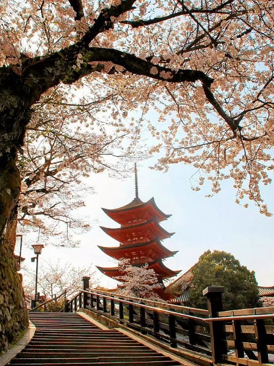 [画像1]廿日市・宮島にある五重塔をのぞむ階段。綺麗な桜が咲いており、風情があります🌸