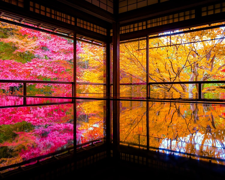 [相片1]去年，我在秋天的红叶季节去了琉璃光院。 我认为这是一个极好的景色，我想留给子孙后代。