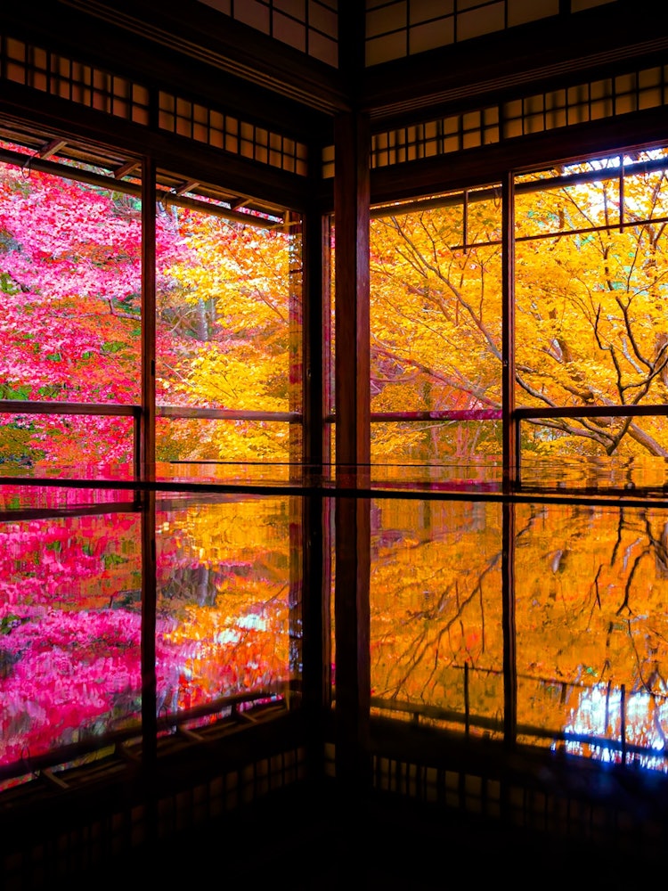[相片1]去年，我在秋天的紅葉季節去了琉璃光院。 我認為這是一個極好的景色，我想留給子孫後代。