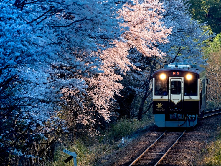 [相片1]早晨的「渡良瀨谷鐵路」和櫻花綠， 群馬縣