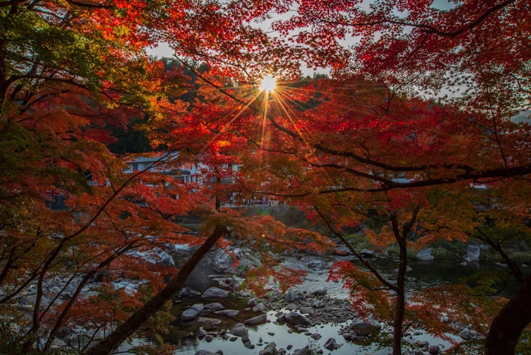 [相片1]在Korankei，我在背光下拍摄了秋叶的照片。