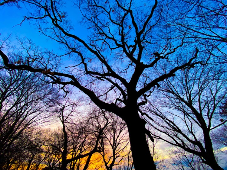 [相片1]2023年1月14日清晨多云 5°C科普斯的每日记录感谢您的观看。它记录了自然和树木的变化。#森林 #秋叶 #摄影 #自然 #光 #四季 #伊玛索拉 #天空