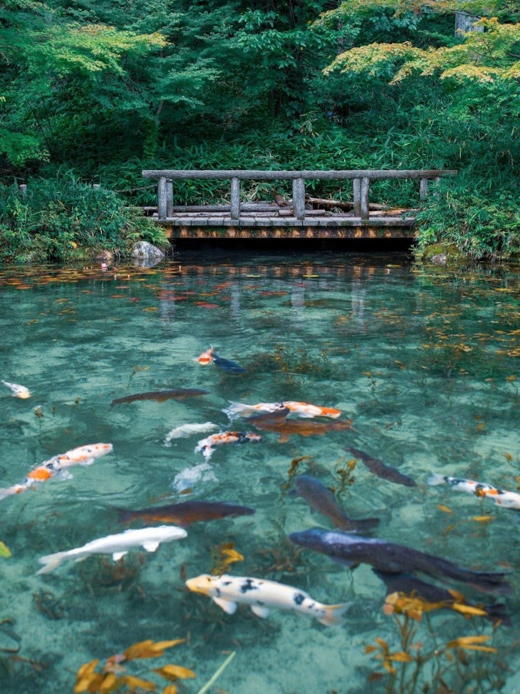 [画像1]岐阜県関市にある通称モネの池