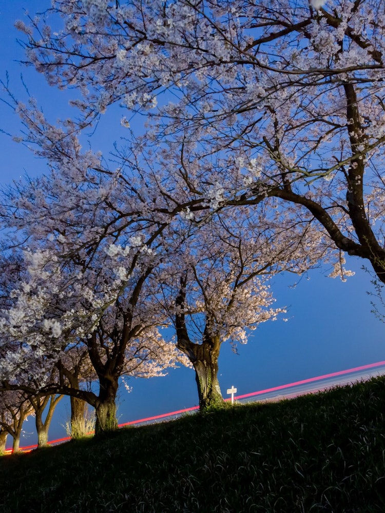 [Image1]It's Sakura and the moon.