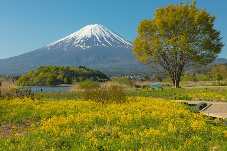 [Image1]春の朝に绮丽な藤士山と青空と新緑Yamanashi Prefecture, Fuji Kawaguchiko Town, Oishi Park