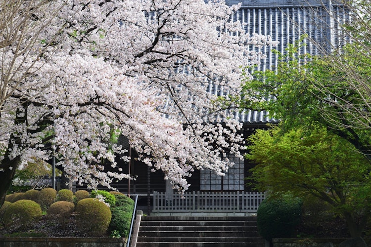 [이미지1]이것은 어떤 사원의 봄 풍경입니다. 조용한 경내에 만개한 벚꽃입니다.