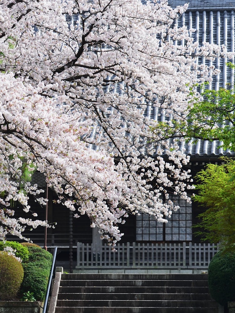 [Image1]This is the spring scenery of a certain temple. It is a cherry blossom in full bloom in a quiet prec