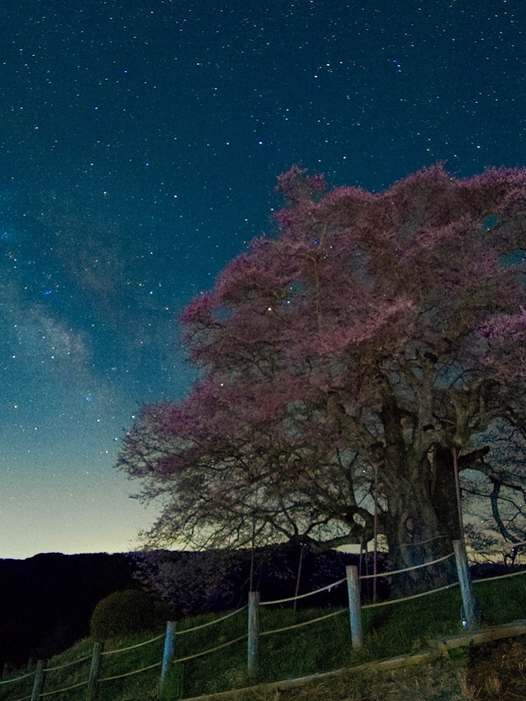 [画像1]岡山県真庭市にある醍醐桜です。後醍醐天皇が、この地に立ち寄った際に「見事な桜じゃ」と言ったのが名前の由来だそうです。およそ690年前の出来事です。天の川は、後醍醐天皇の言葉を聞いたのでしょうか？後醍醐