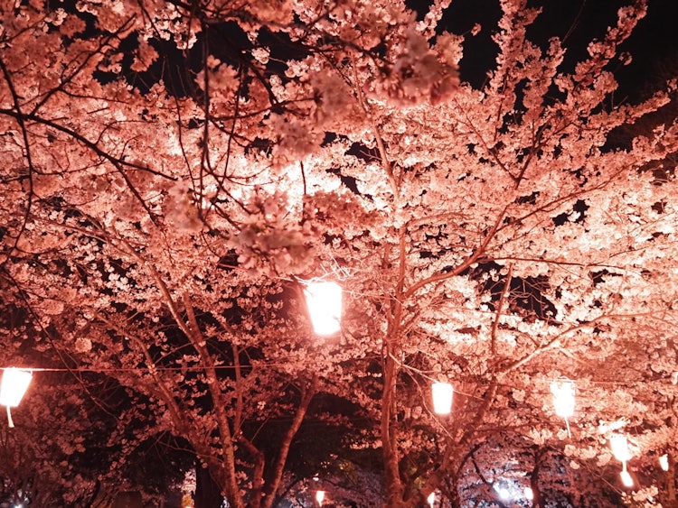[画像1]撮影した場所は滋賀県長浜市の豊公園にて。夜桜のライトアップ期間中に訪問し撮影。