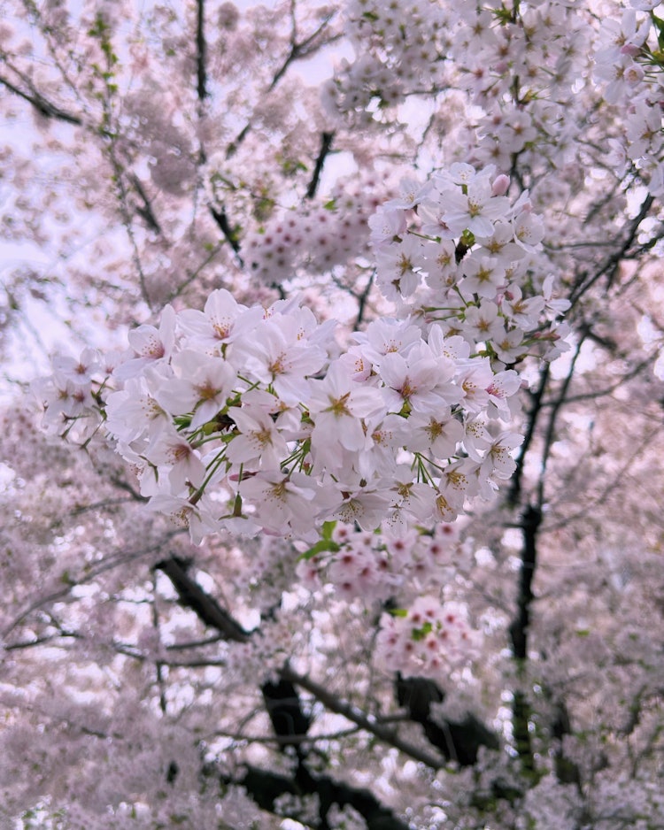 [이미지1]24년 4월 6일 촬영.마쓰에마치에 있는 일본 성공회 가와고에 기독교 연합회의 벚꽃입니다.꽃이 만개했습니다. 🌸