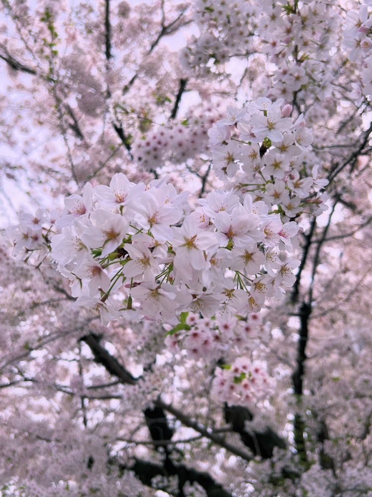 [Image1]Photographed on April 6, 24.It is a cherry blossom of the Kawagoe Christian Association of the Angli