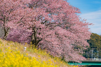 [画像2]第26回みなみの桜と菜の花まつり期間：2/1～3/10（開催中）写真：Otsuka Tokiya