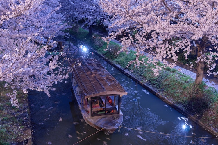 [画像1]京都市伏見区で桜の時期だけ運行している十石舟。夜は川の真ん中に係留されているのですが、街灯に照らされた桜に彩られ、とてもきれいです。